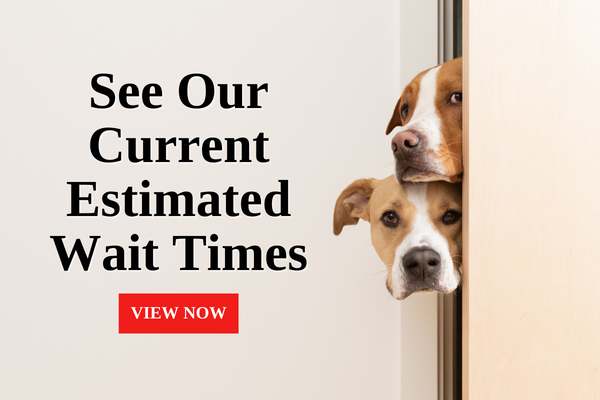 Current Estimated Wait Times at Arrow Animal Urgent Care