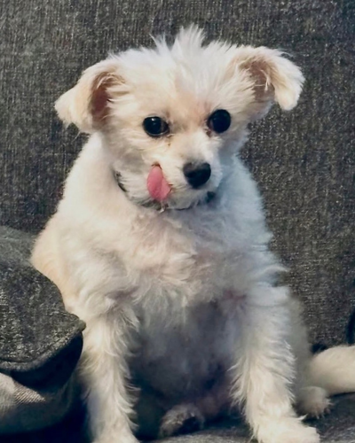 Fernie, HR and Head of Conflict Resolution at Arrow Animal Urgent Care