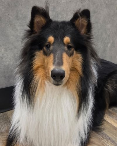 Fitz, Assistant TO the Facilities Manager, Arrow Animal Urgent Care